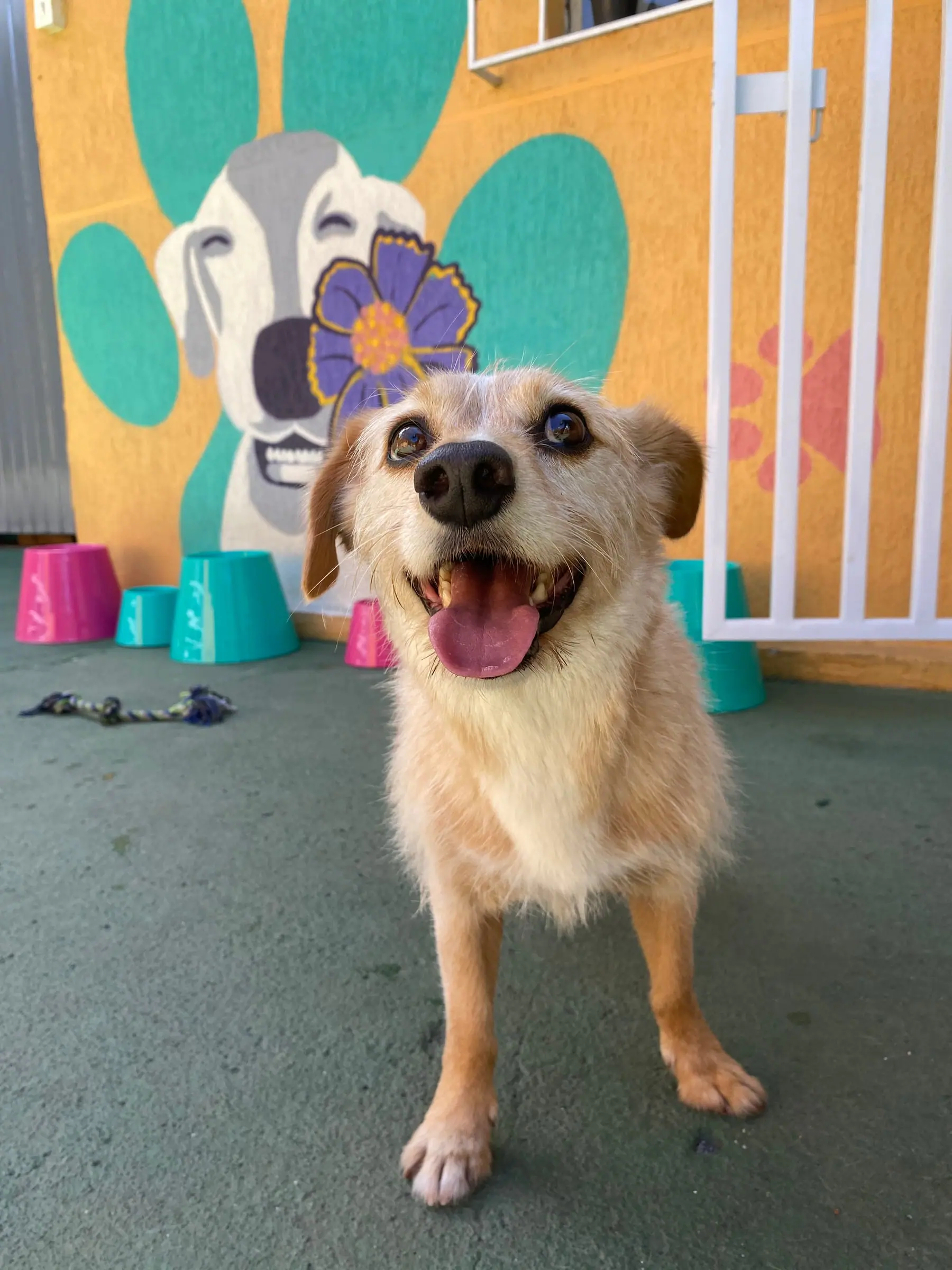 Cão feliz em frente ao mural colorido da Crechorro